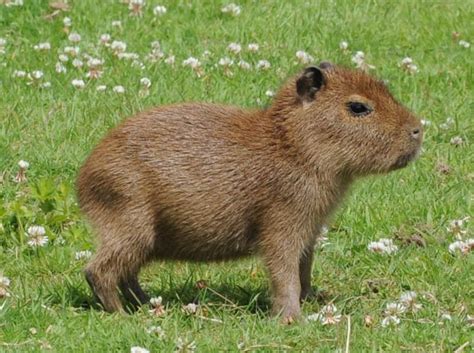 capibara bebe